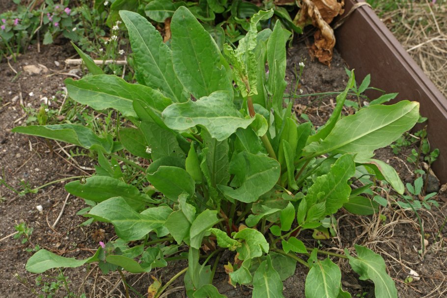 Щавель обыкновенный rumex acetosa