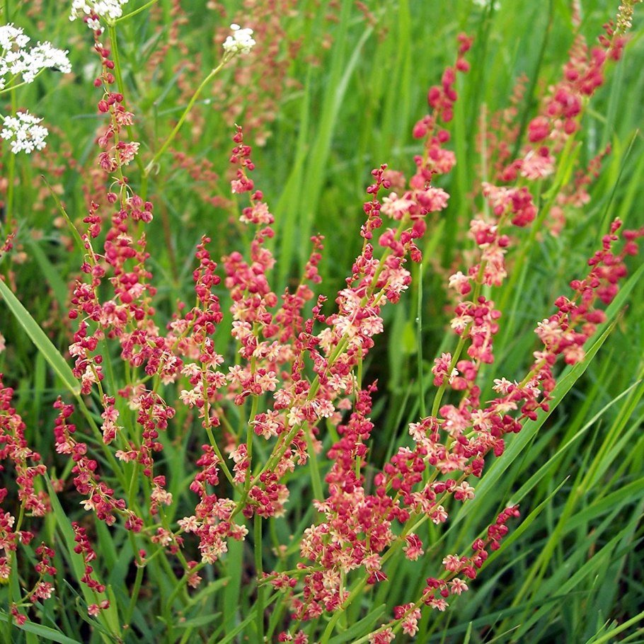 Rumex acetosella плод
