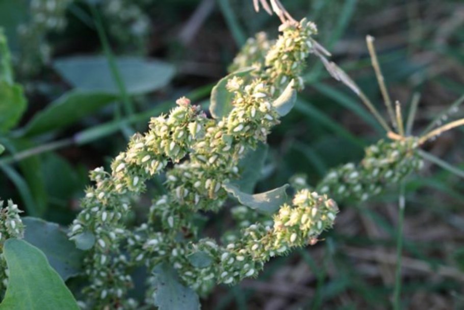Rumex stenophyllus