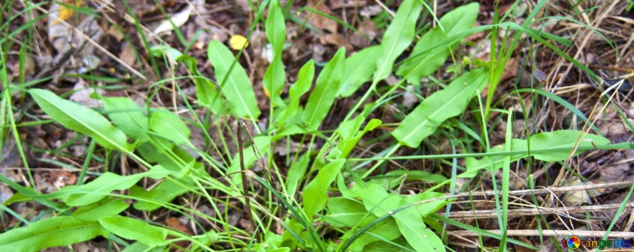 Щавель курчавый Rumex