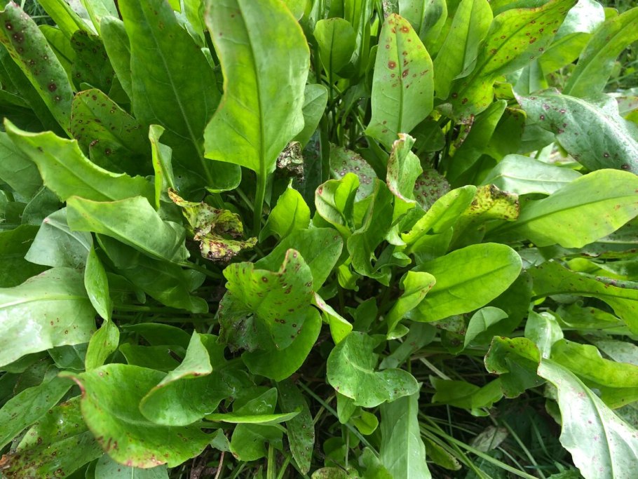 Щавель обыкновенный