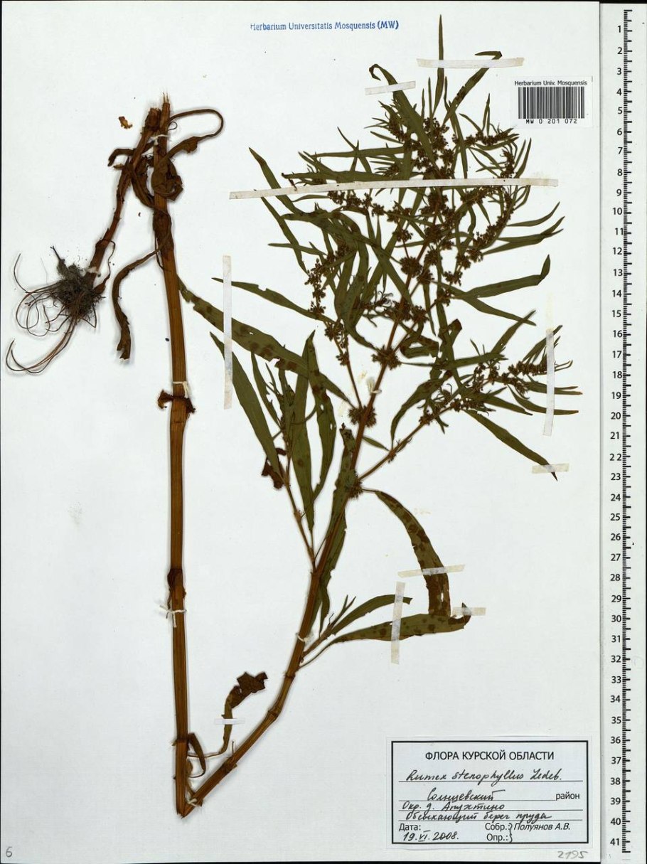 Rumex stenophyllus Ledeb. Щавель узколистный