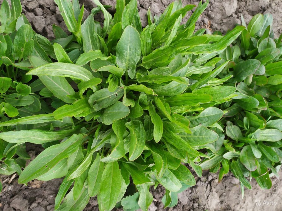 Щавель курчавый