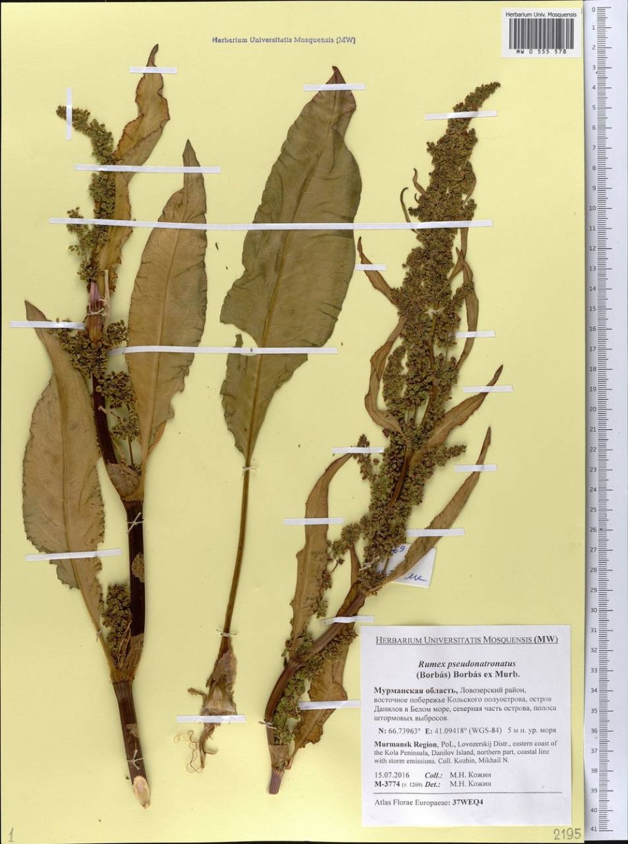 Щавель узколистный Плантариум