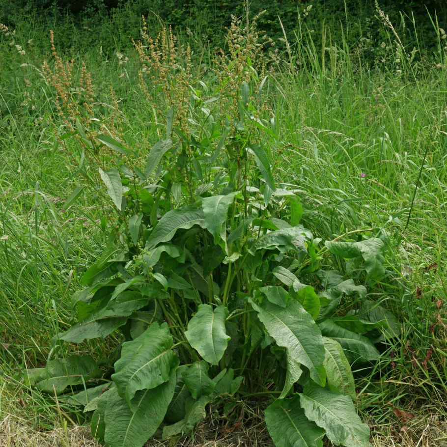 Медуница гибридная Opal