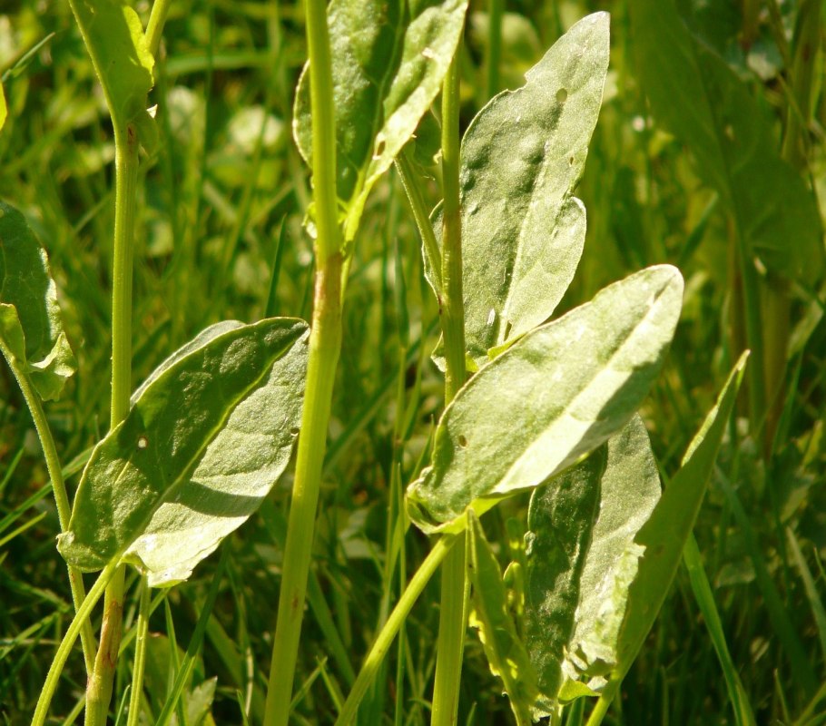 Rumex hydrolapathum