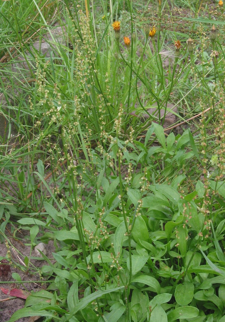 Щавель воробьиный