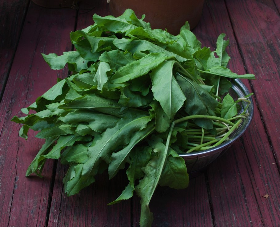 Кислятка трава