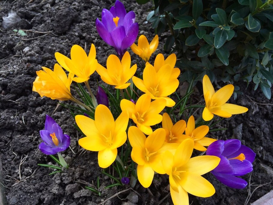 Луковичные многолетники цветущие весной