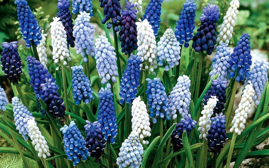 Мускари Лазурный альбум