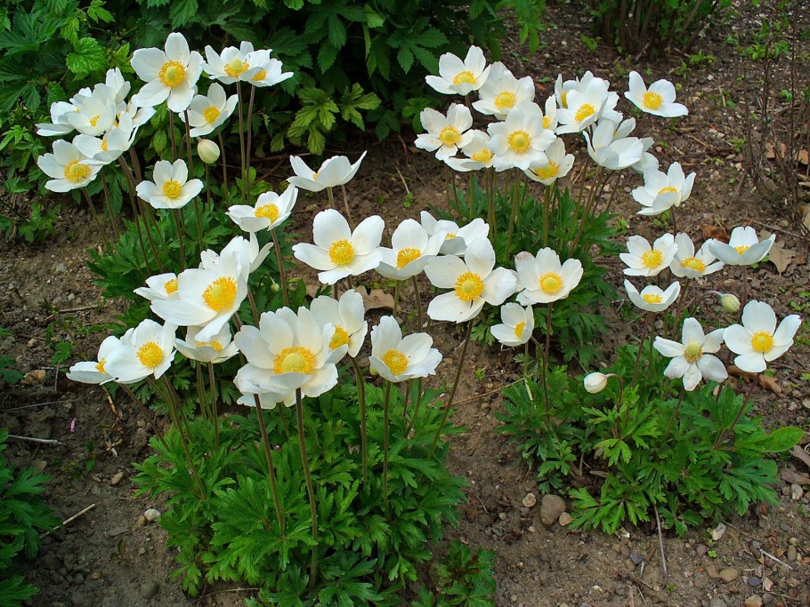 Анемона Лесная Anemone Sylvestris