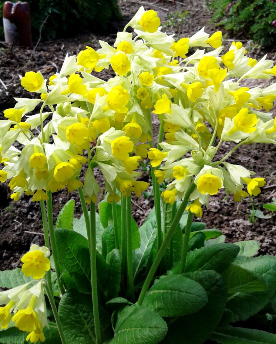 Примула первоцвет весенний