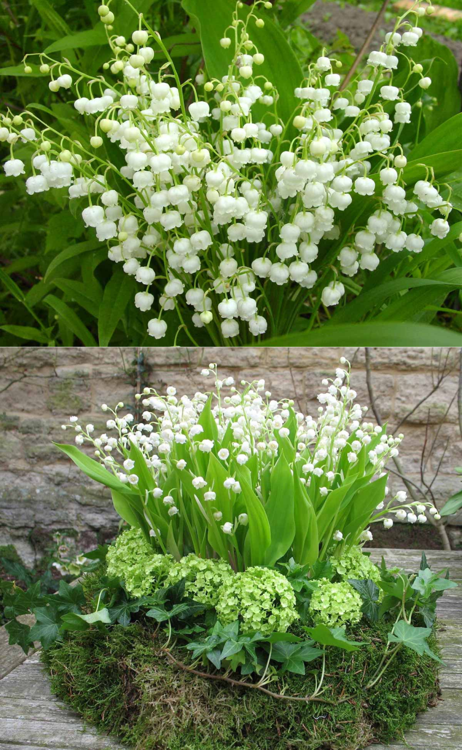 Садовые многолетки Ландыши