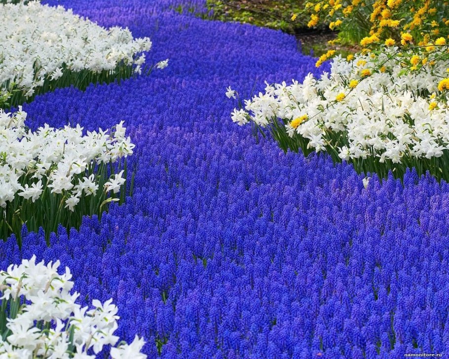 Поля крокусов Голландия