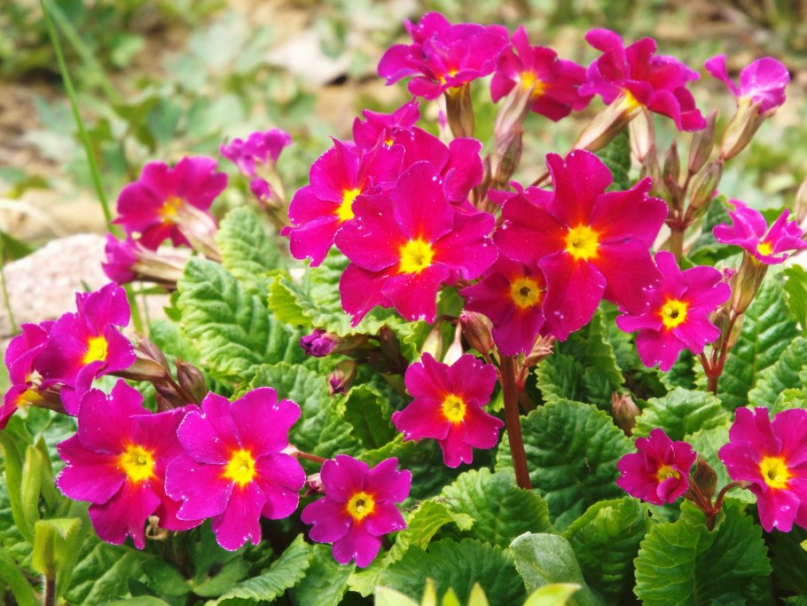 Примула цветок