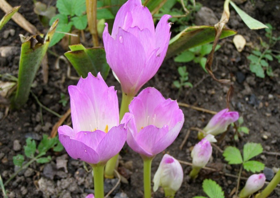 Безвременник (осенний) каменный цветок