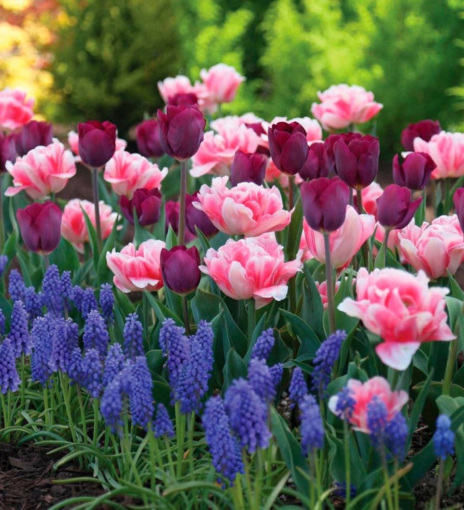 Тюльпаны нарциссы мускари