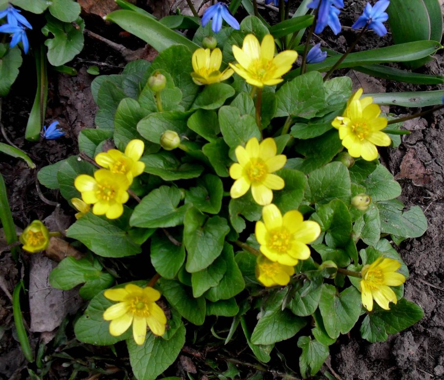 Чистяк весенний ветреница