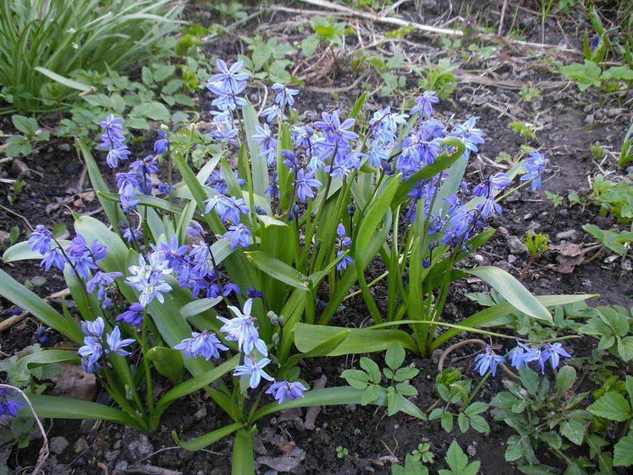 Раннецветущие луковичные