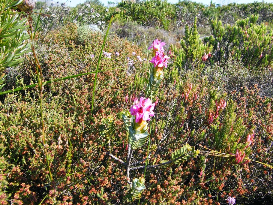 Деревья с кожистыми листьями
