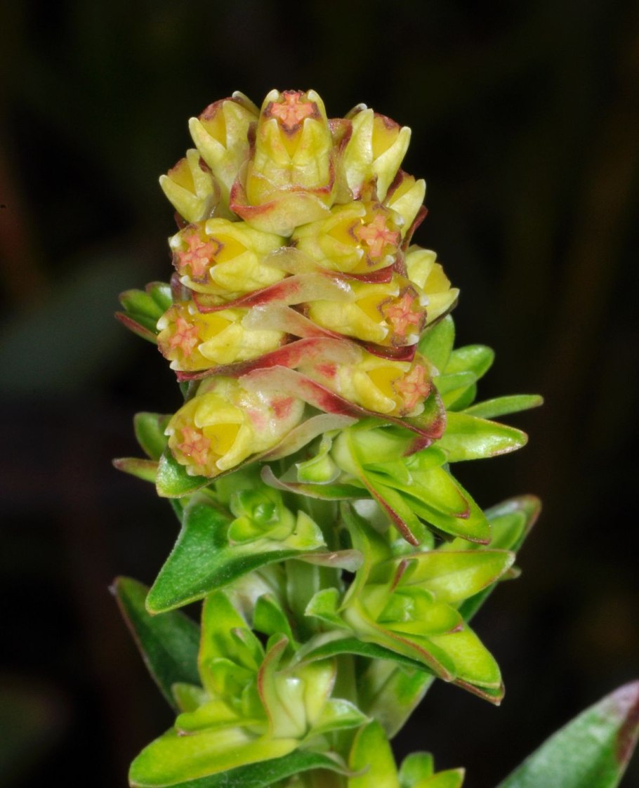 Ангофора ребристая