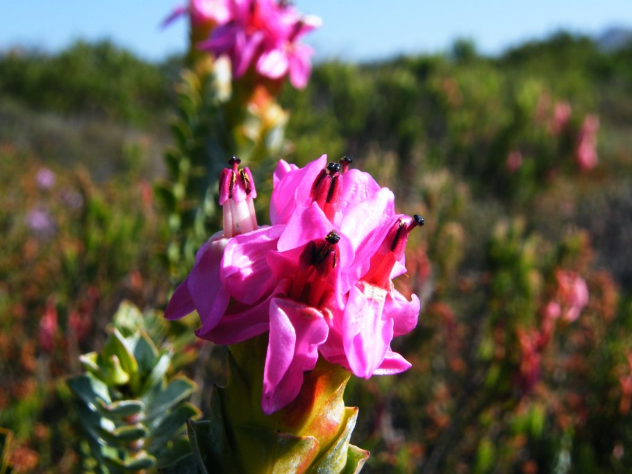 Protea scolymocephala