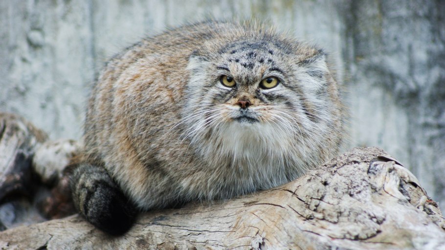 Верветка или карликовая зелёная мартышка