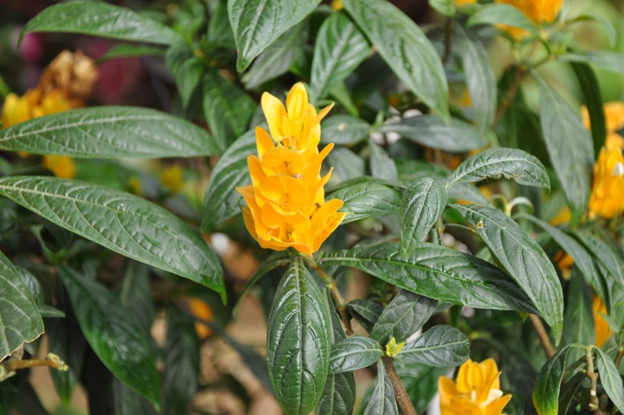 Пахистахис красный