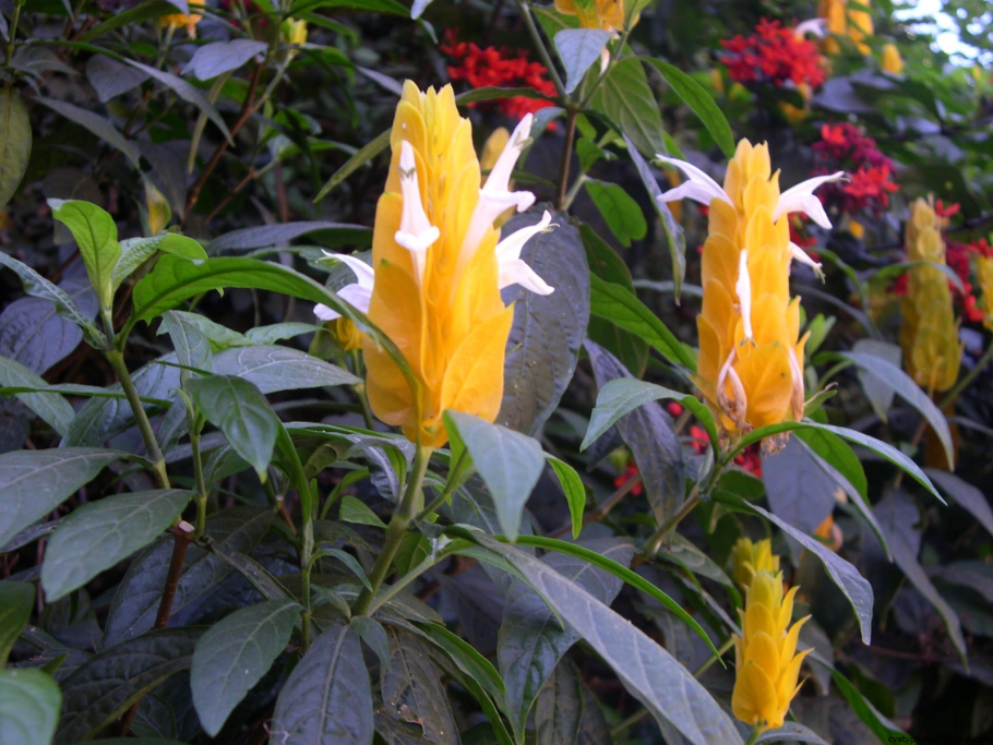 Пахистахис желтый