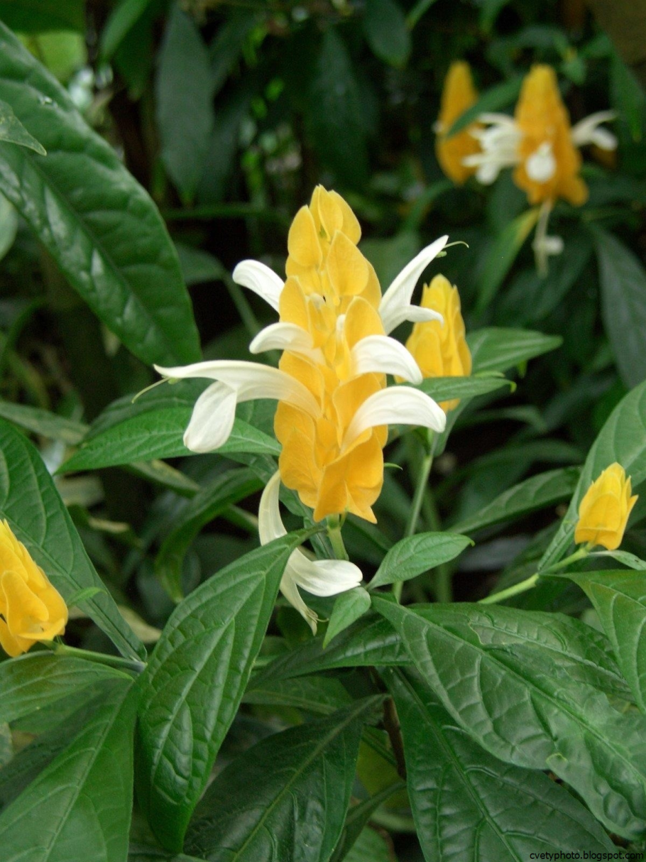 Пахистахис жёлтый