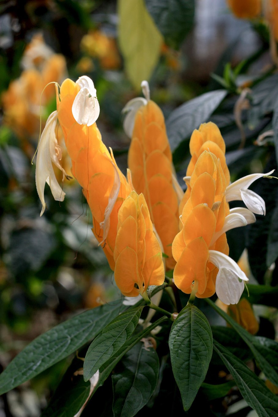 Цветок Пахистахис желтый