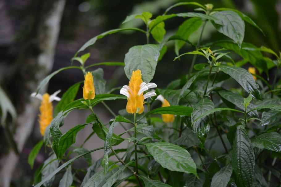 Пахистахис цветок комнатный