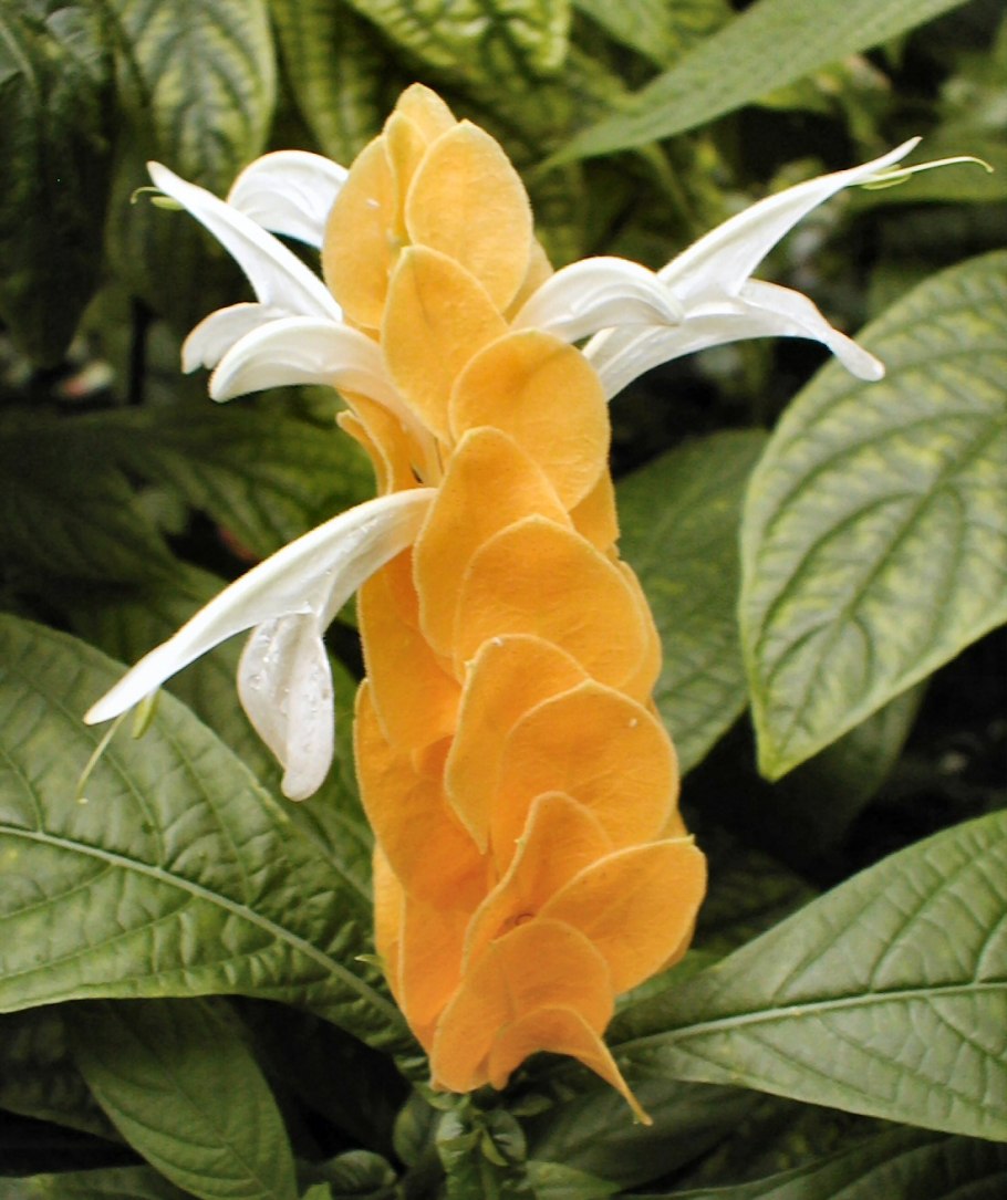 Пахистахис желтый