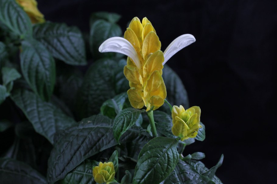 Пахистахис жёлтый