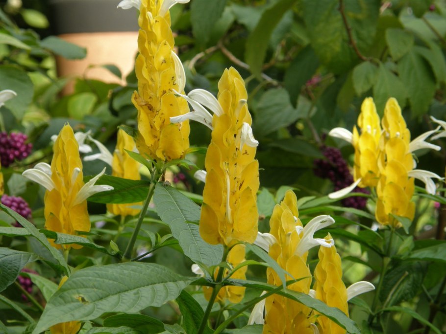 Кроссандра пахистахис