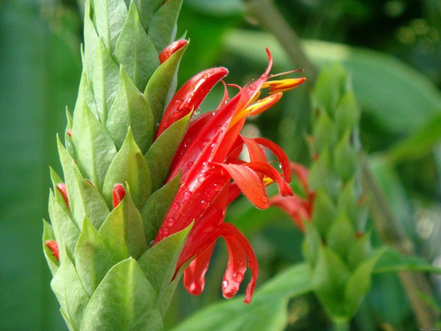 Цветок пахистахис красный