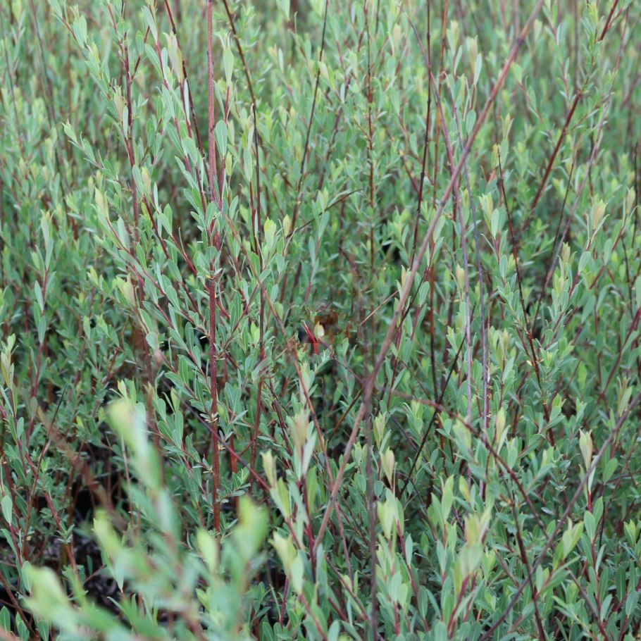 Ива ушастая Salix