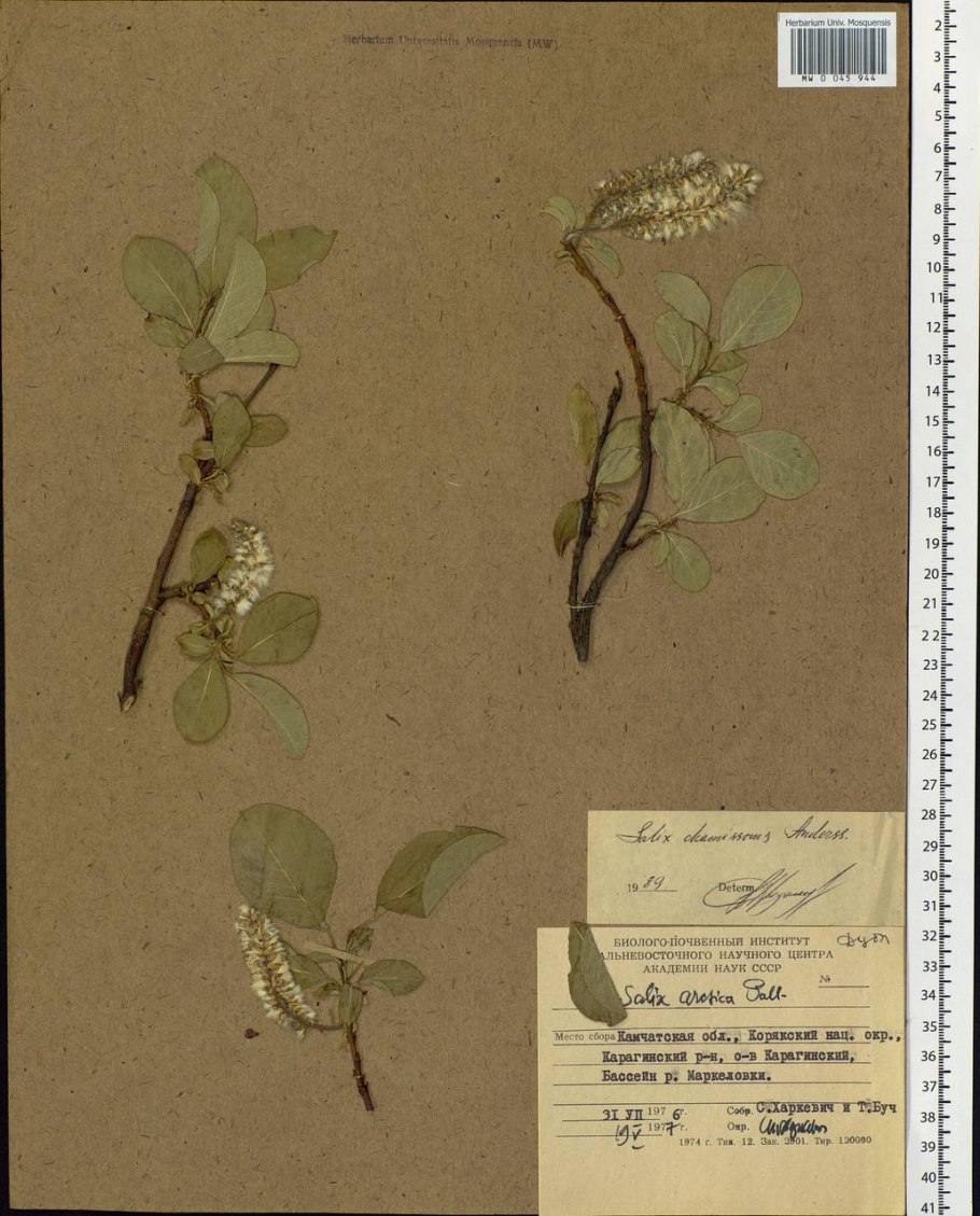 . Chamissonis (Ива Шамиссо