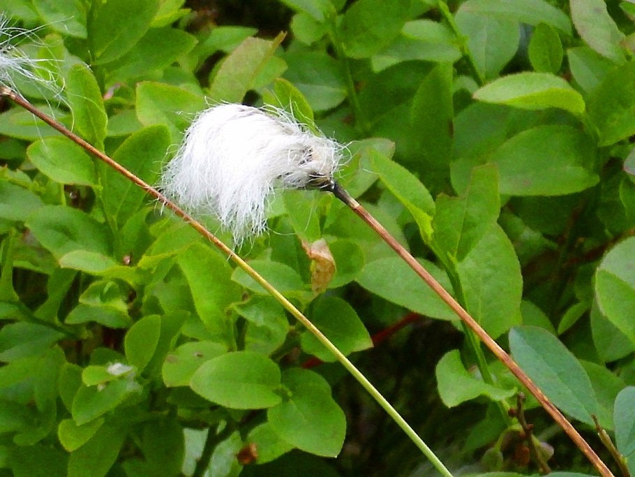 Ива Бебба дерево