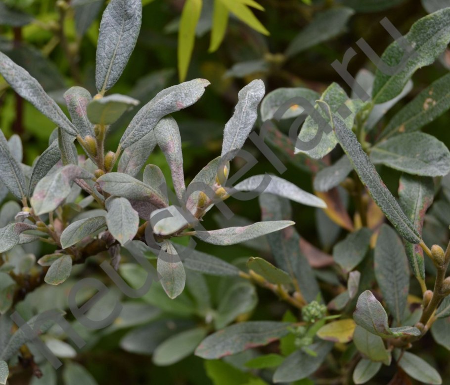 Ива швейцарская salix helvetica