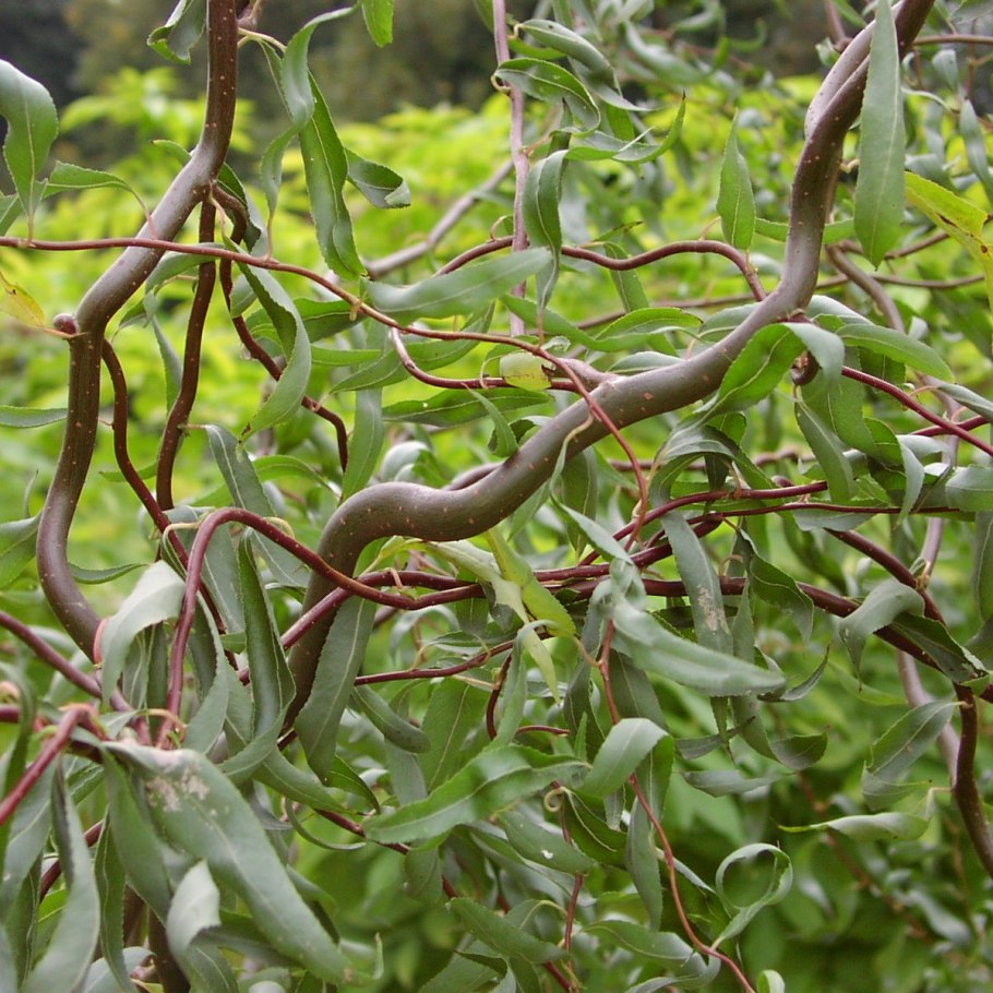 Ива извилистая матсудана (salix matsudana)