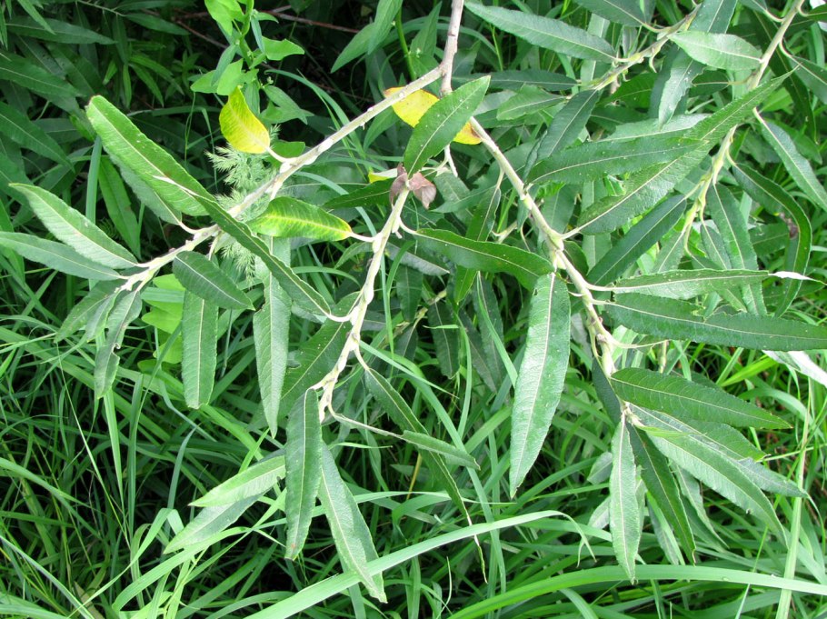 Ива шерстистопобеговая (salix dasyclados)