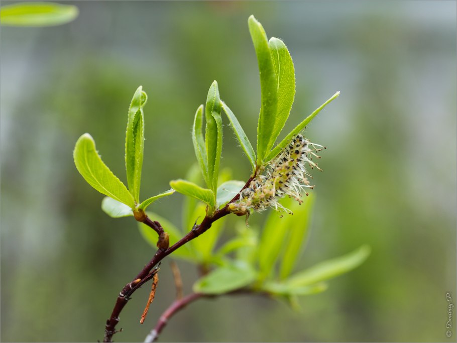 Salix myrsinifolia