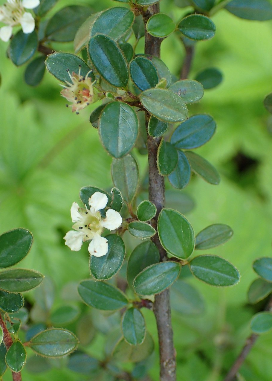 Cotoneaster rotundifolius