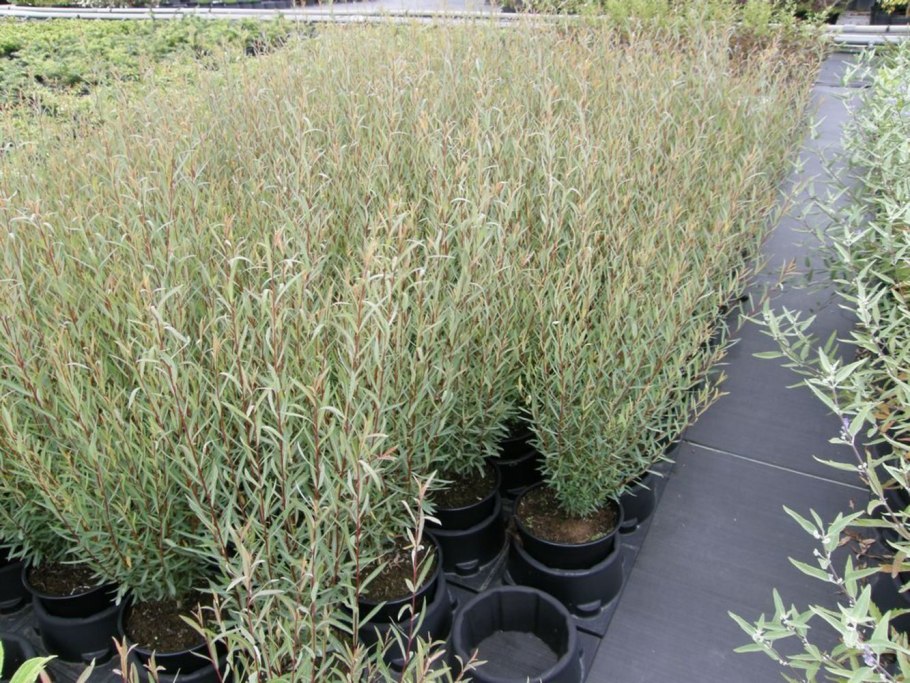 Ива пурпурная salix purpurea nana