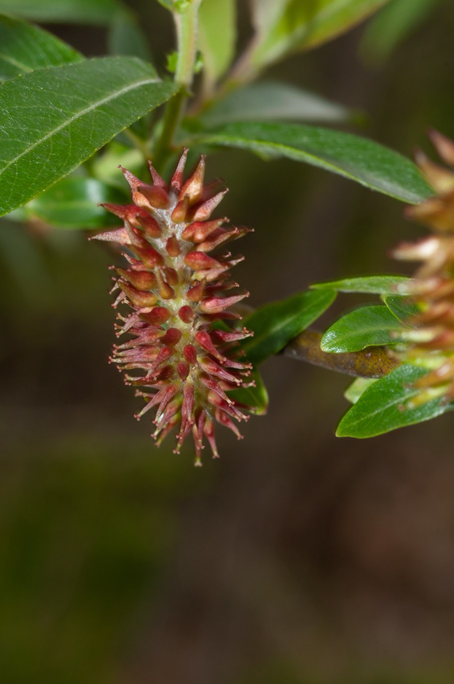 Salix Aurita