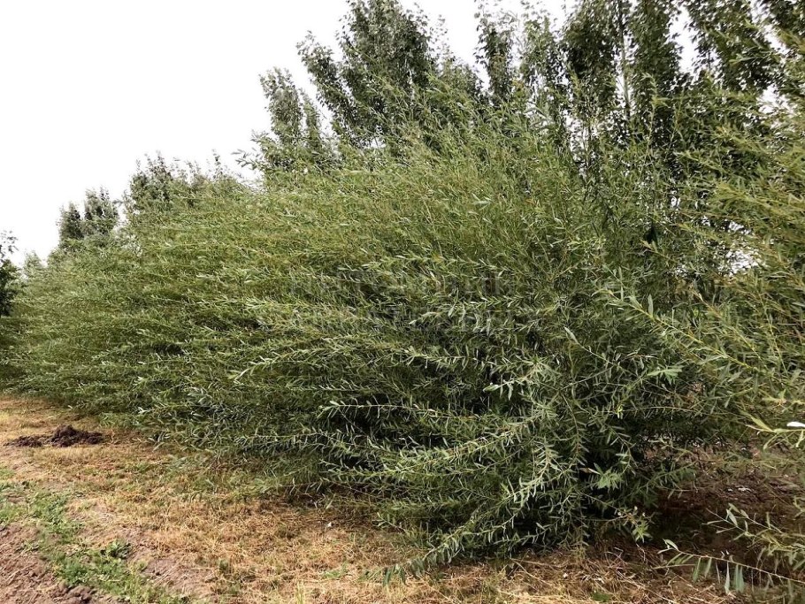 Тальник кустарниковая ива