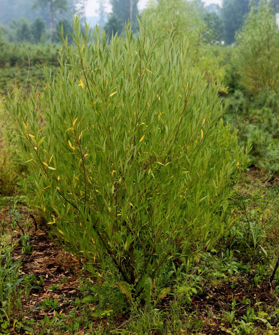 Ива курильская - Salix kurilensis