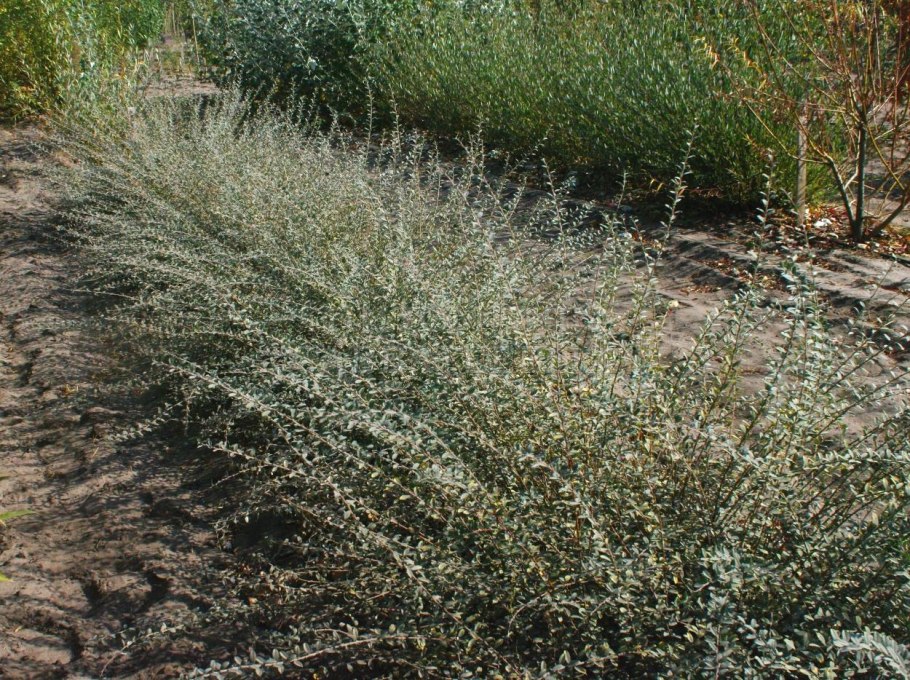 Ива ползучая  argentea