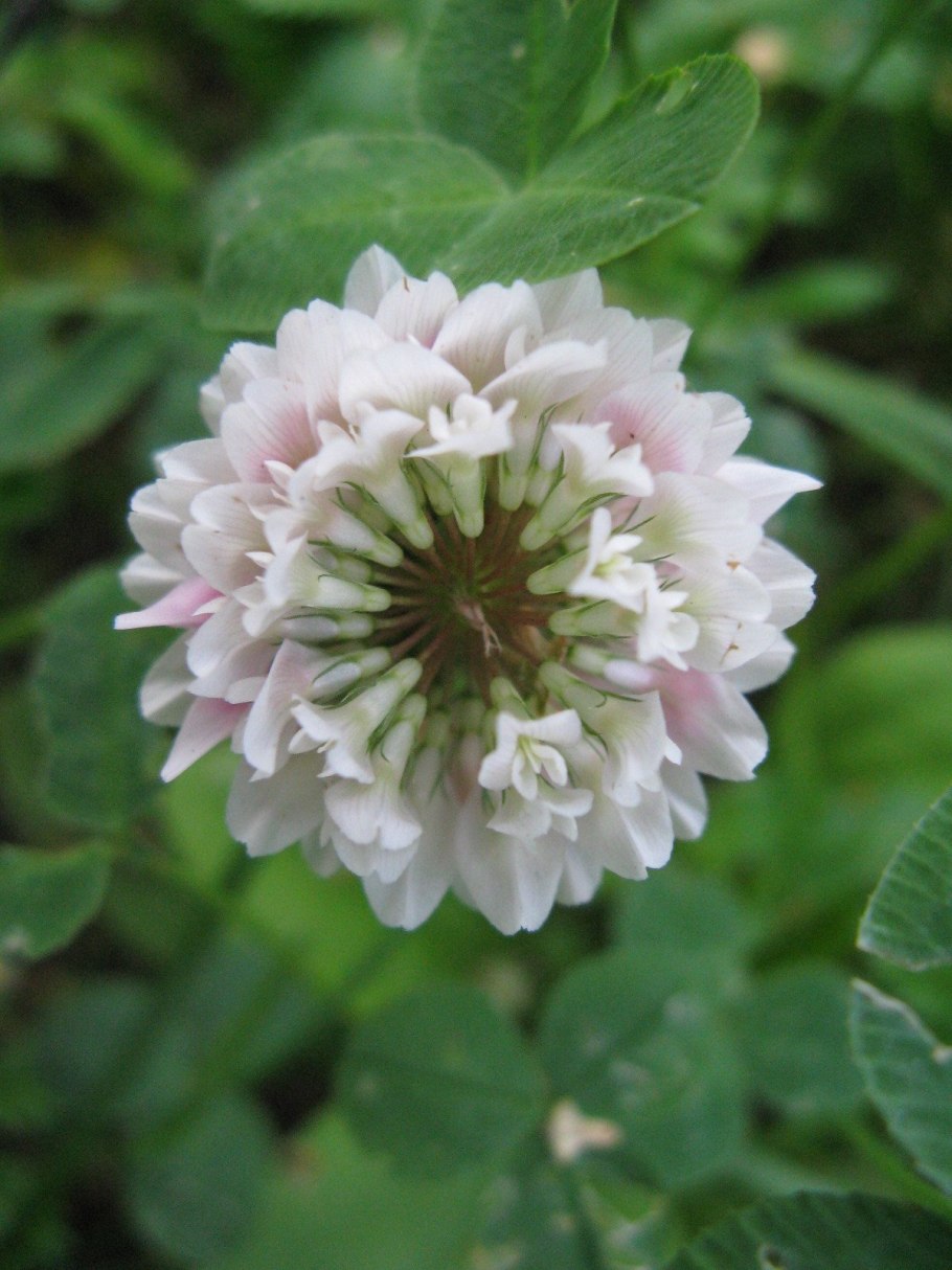 Пятилистный Клевер